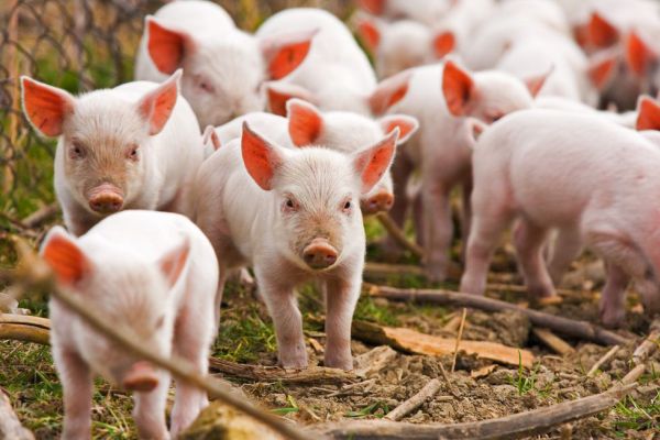 pigs1.jpg.cf.jpg